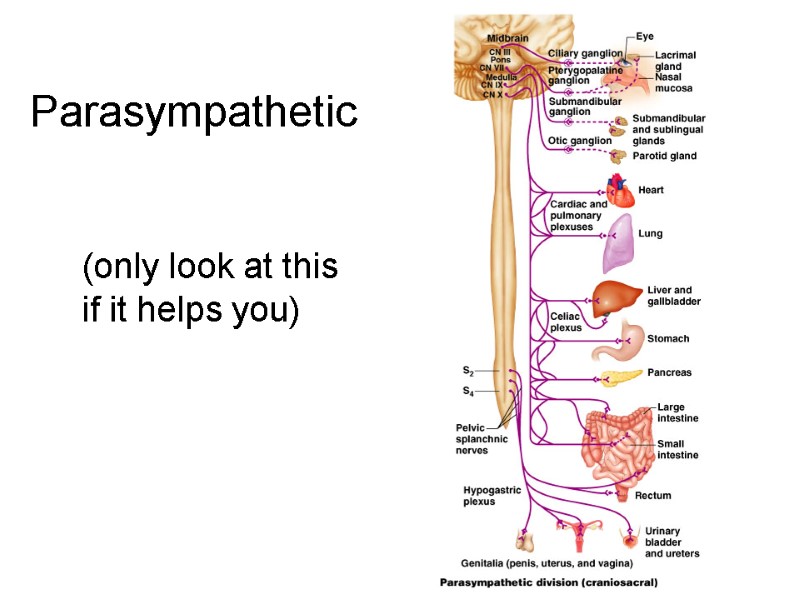 12 Parasympathetic   (only look at this if it helps you)